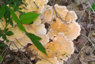 Starting a Small-Scale Mushroom Business